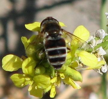 Syrphid Fly