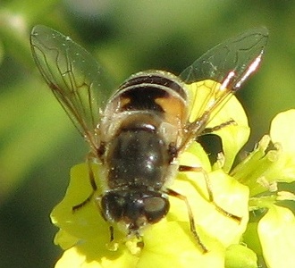 Syrphid Fly