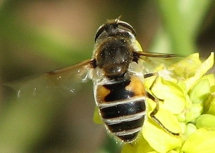 Syrphid Fly