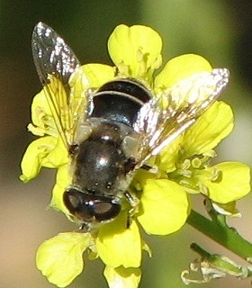 Syrphid Fly