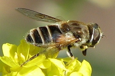 Syrphid Fly