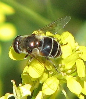 Syrphid Fly