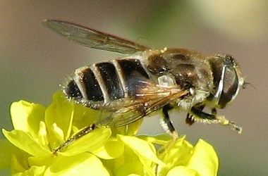 Syrphid Fly