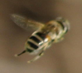 Syrphid Fly