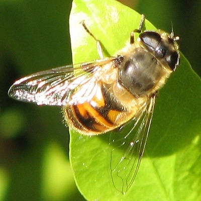 Syrphid Fly