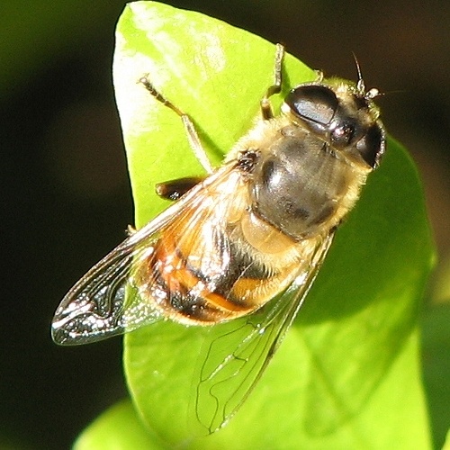 Syrphid Fly