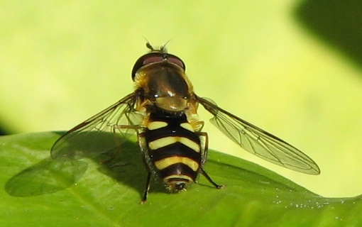 Syrphid Fly