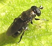 Syrphid Fly