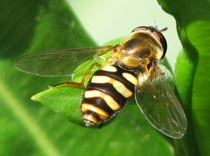 Syrphid Fly