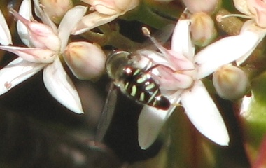 Syrphid Fly