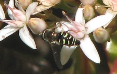 Syrphid Fly