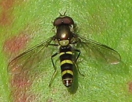 Syrphid Fly