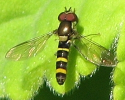 Syrphid Fly