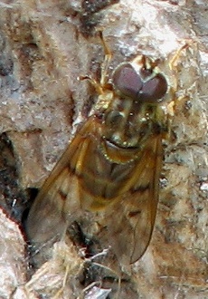 Syrphid Fly