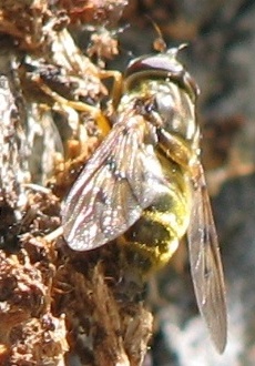 Syrphid Fly