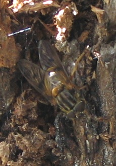 Syrphid Fly