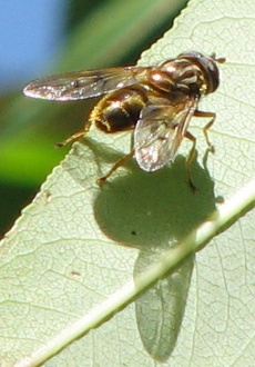 Syrphid Fly