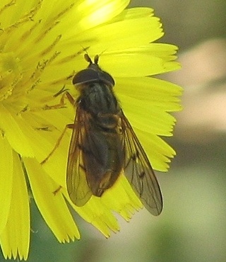 Syrphid Fly