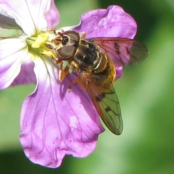 Syrphid Fly