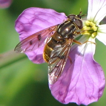 Syrphid Fly