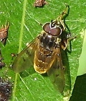 Syrphid Fly