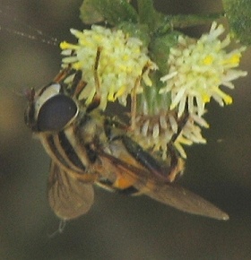 Syrphid Fly