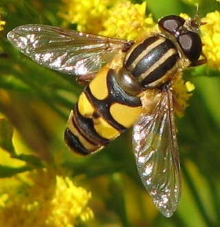 Syrphid Fly