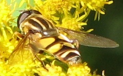 Syrphid Fly