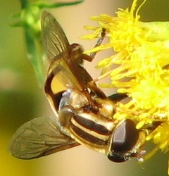 Syrphid Fly