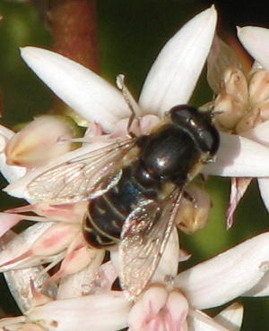 Syrphid Fly