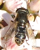 Syrphid Fly