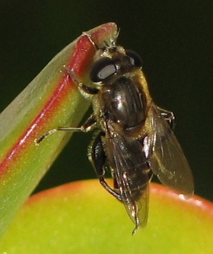 Syrphid Fly