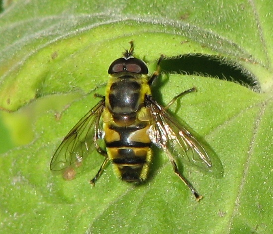 Syrphid Fly