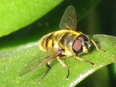 Syrphid Fly