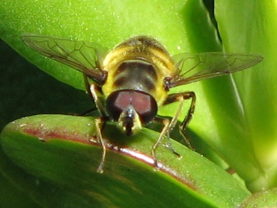 Syrphid Fly