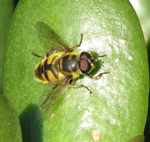 Syrphid Fly