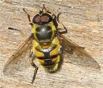 Syrphid Fly