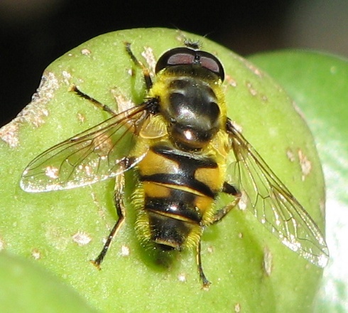 Syrphid Fly