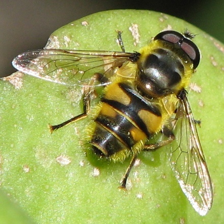 Syrphid Fly