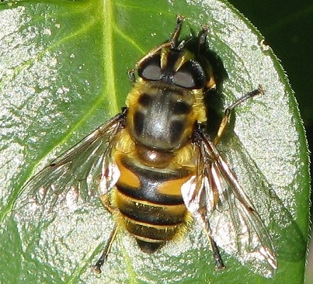 Syrphid Fly