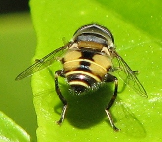 Syrphid Fly