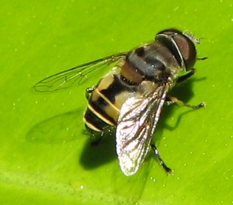 Syrphid Fly