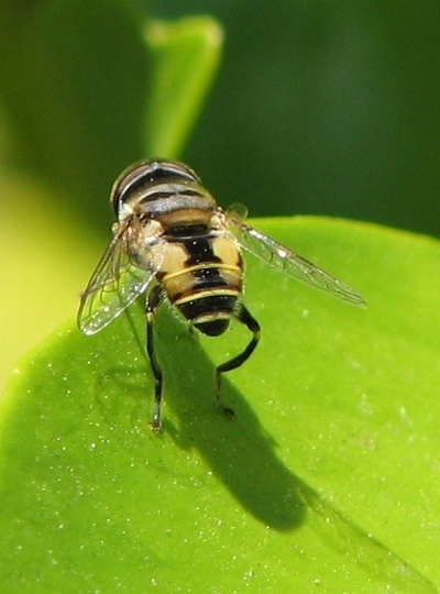 Syrphid Fly