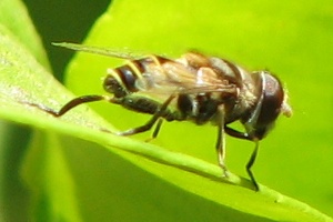 Syrphid Fly