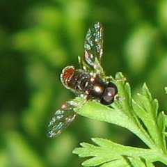 Syrphid Fly