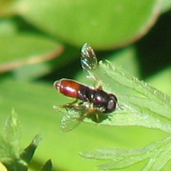 Syrphid Fly