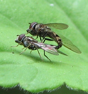 Syrphid Fly