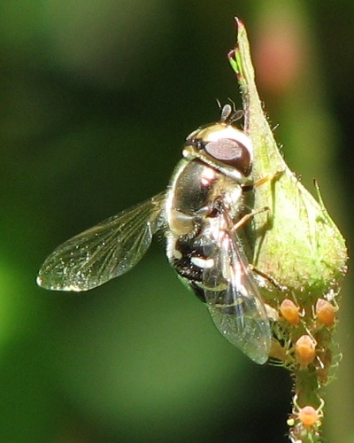 Syrphid Fly