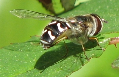 Syrphid Fly