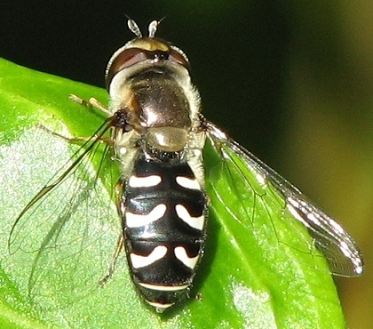 Syrphid Fly